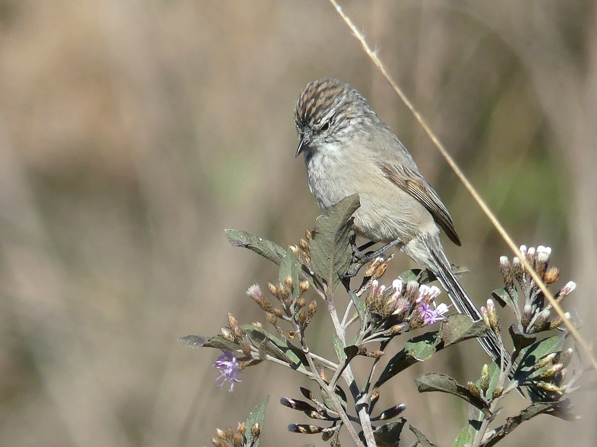 Plain-mantled Tit-Spinetail - ML105035011