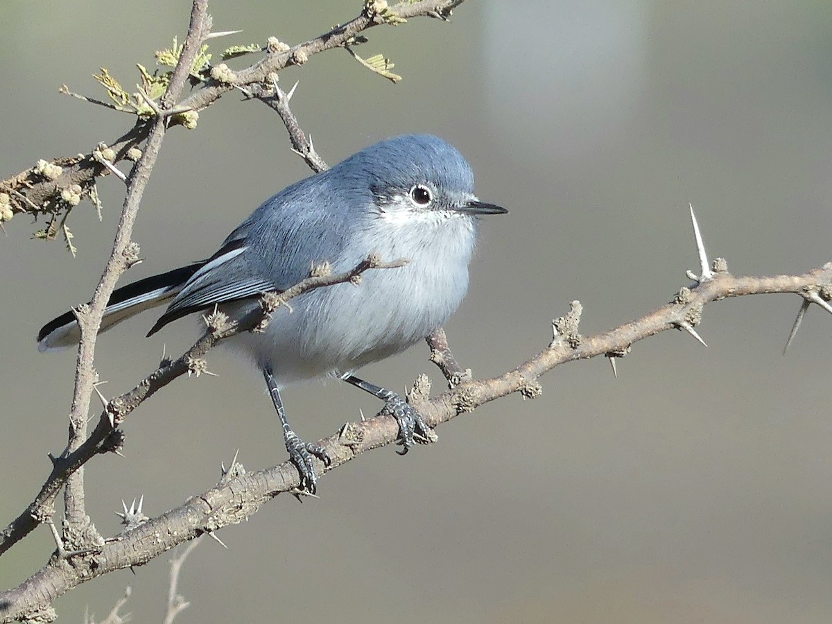 Masked Gnatcatcher - ML105035151