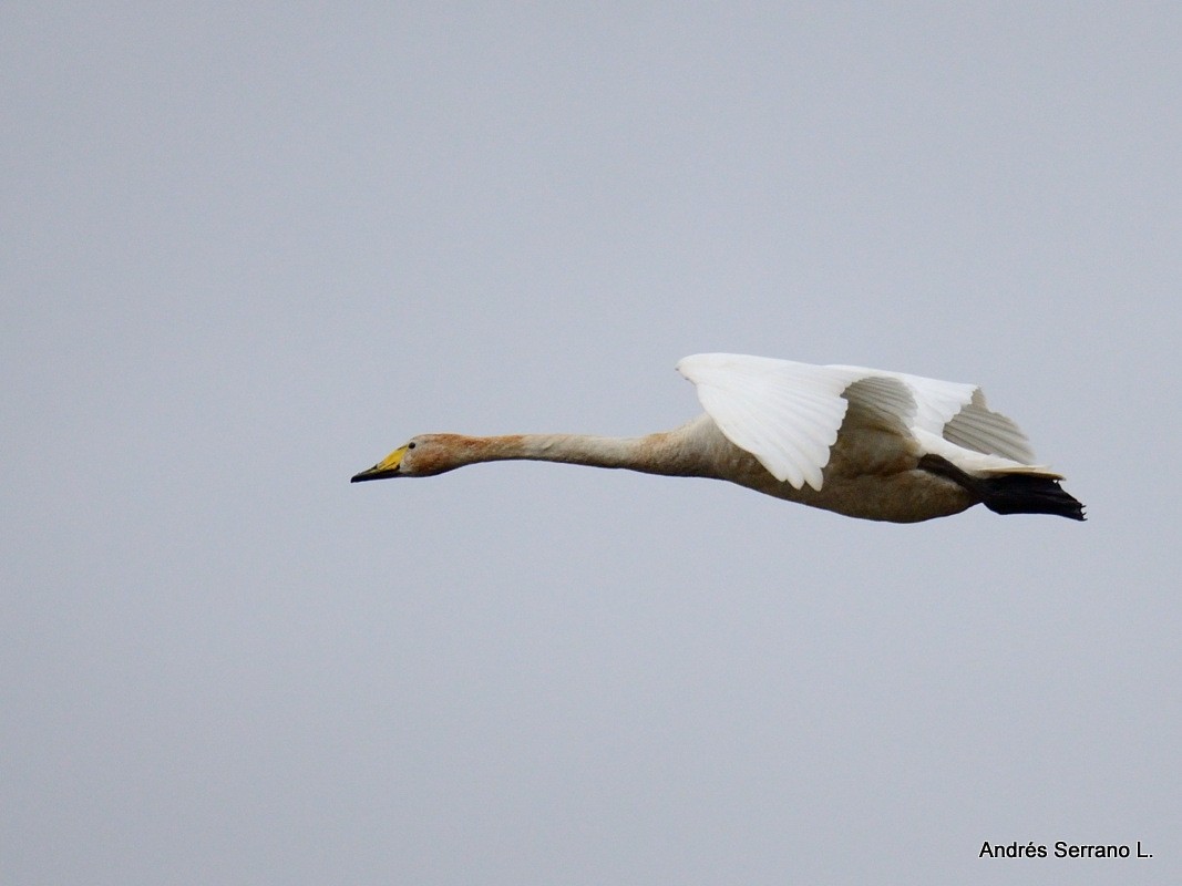 Whooper Swan - ANDRÉS SERRANO LAVADO