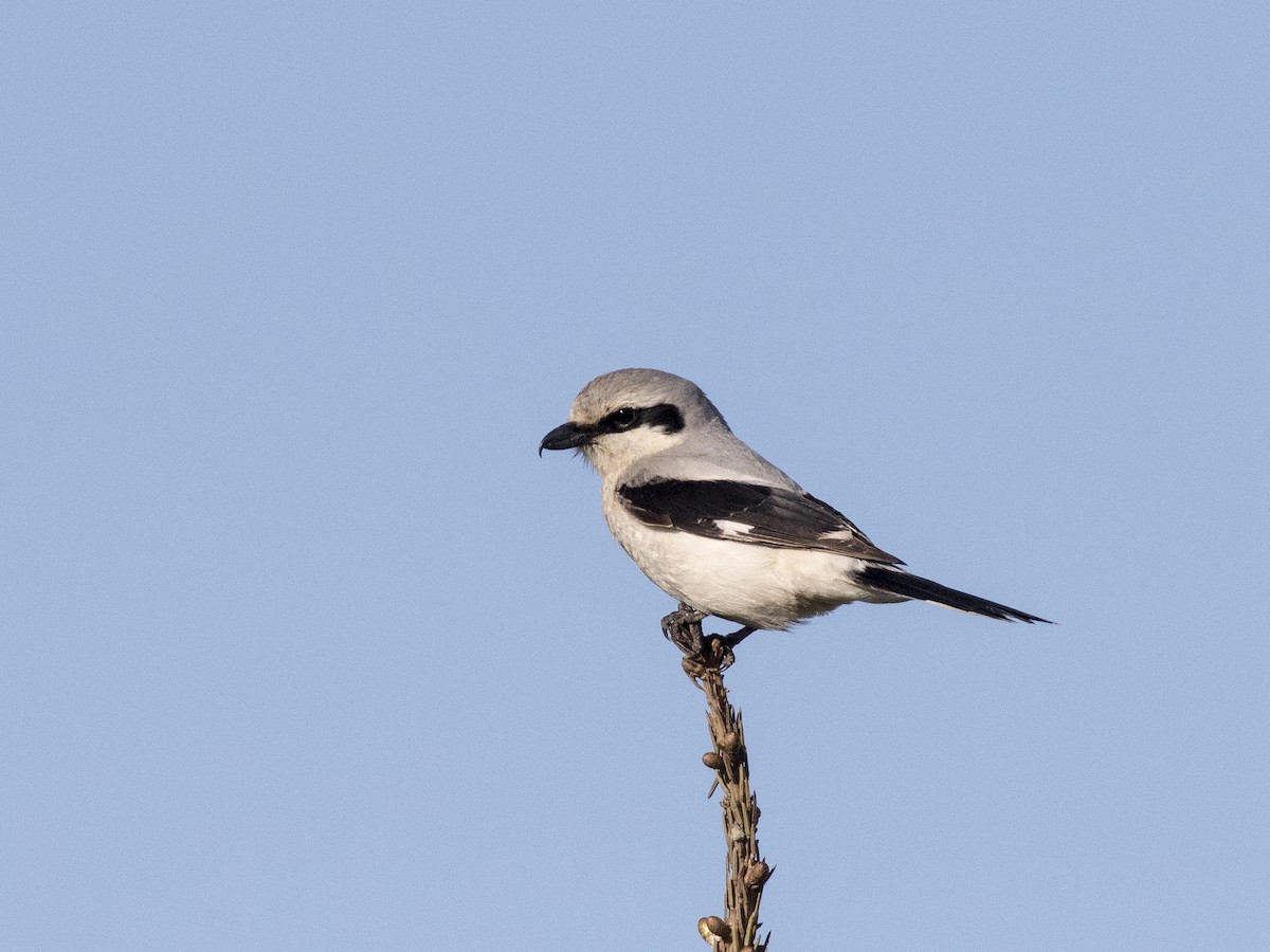 Northern Shrike - Bob Martinka