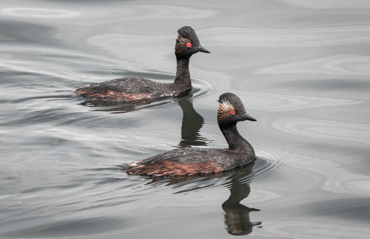 Eared Grebe - ML105036301