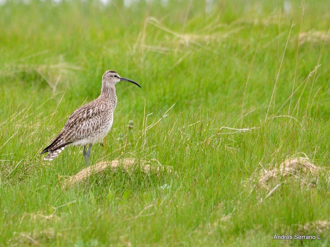 Regenbrachvogel - ML105036421