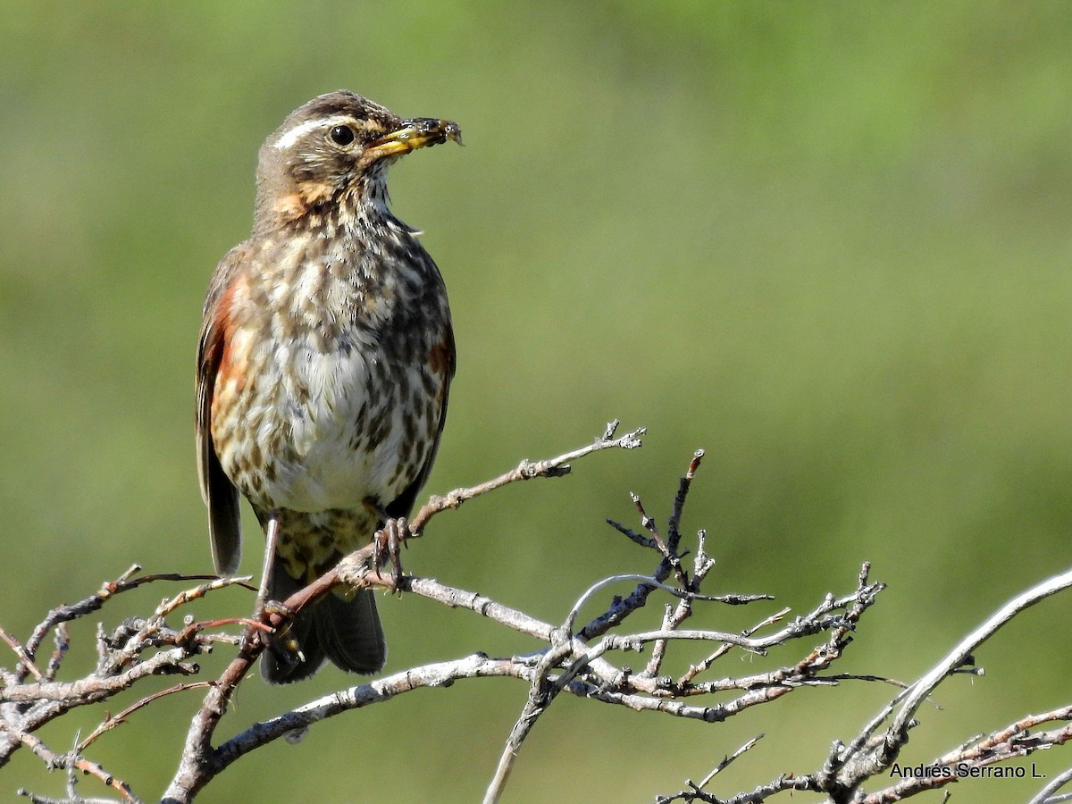 Redwing - ANDRÉS SERRANO LAVADO