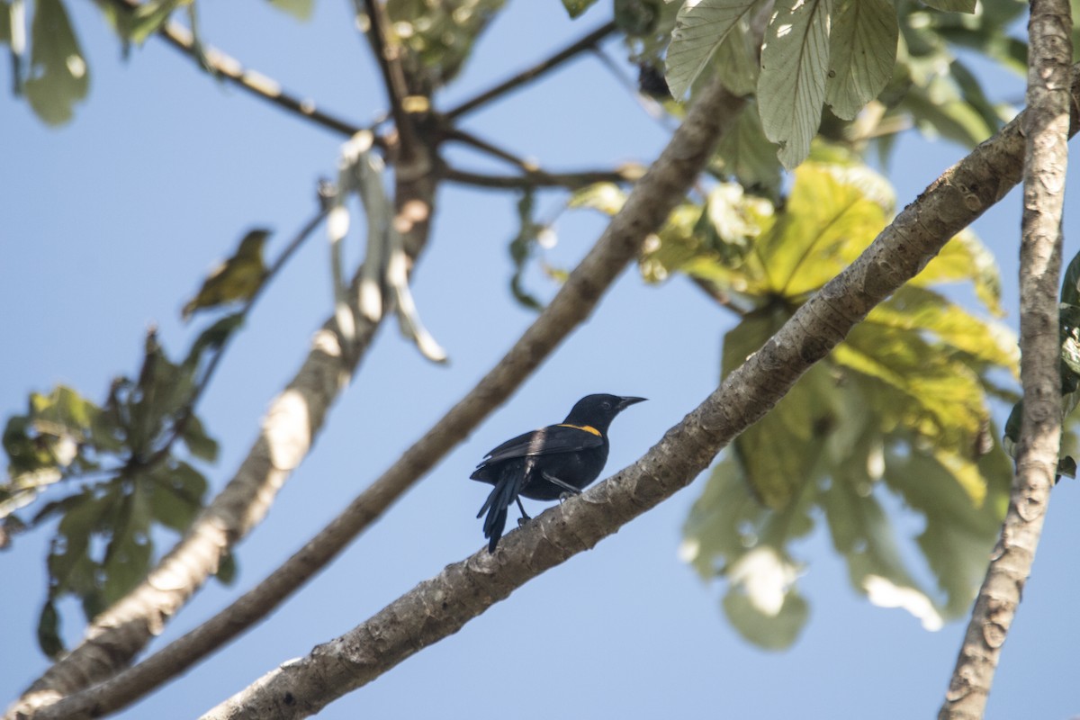 Epaulet Oriole - ML105036871