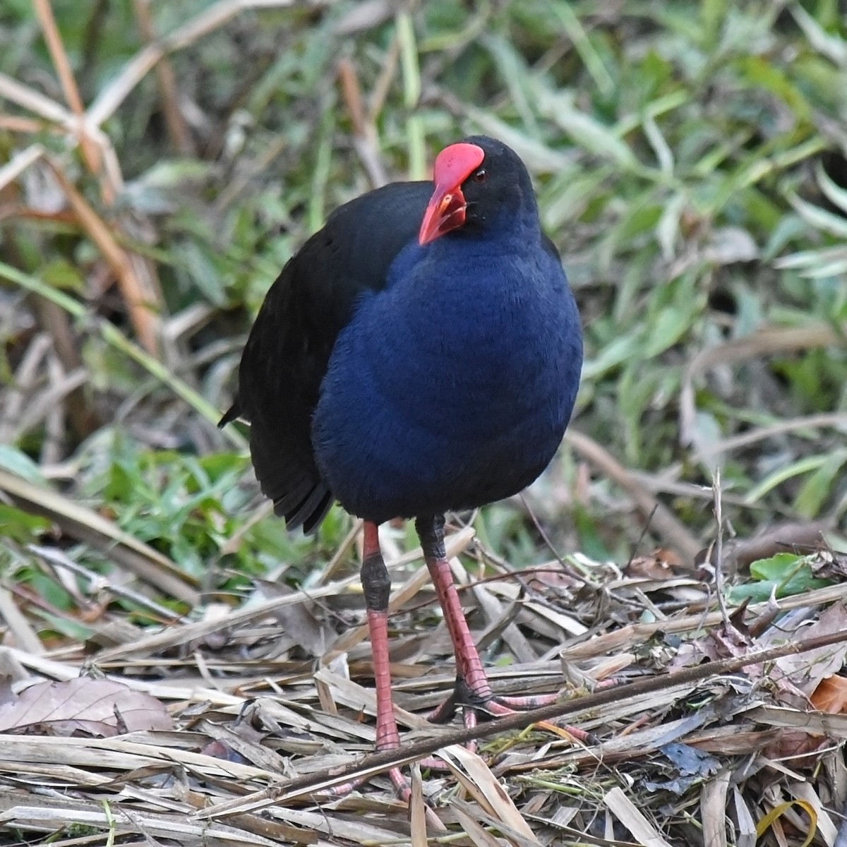 Australasian Swamphen - ML105037891