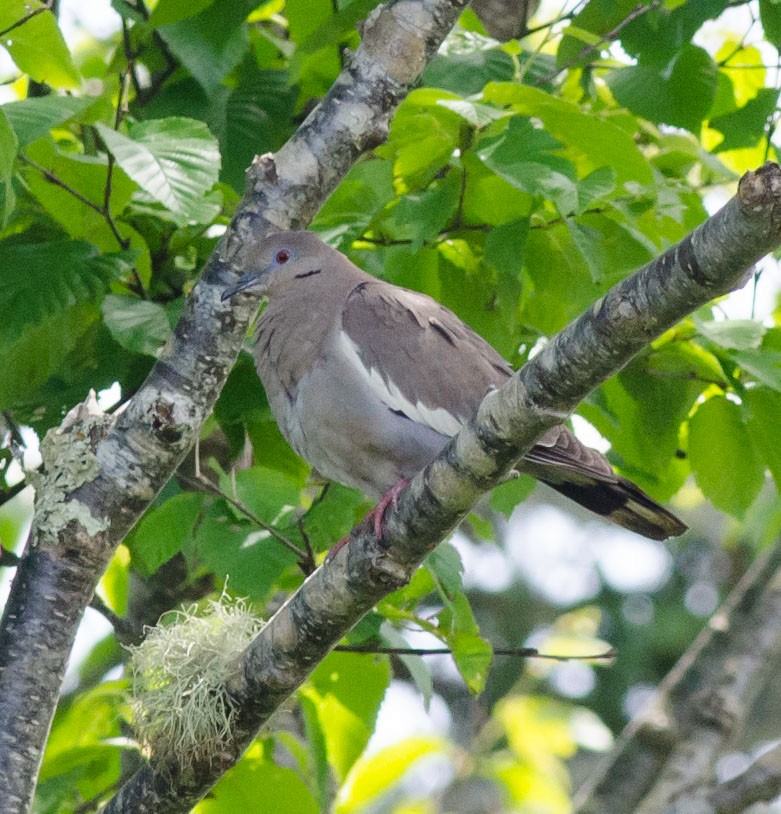 White-winged Dove - ML105038011