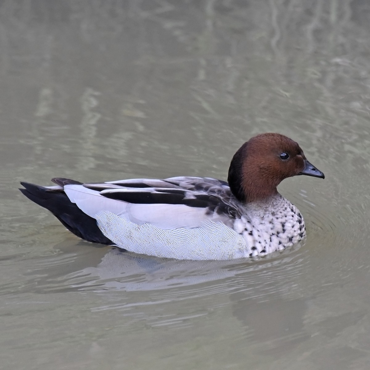 Canard à crinière - ML105038031