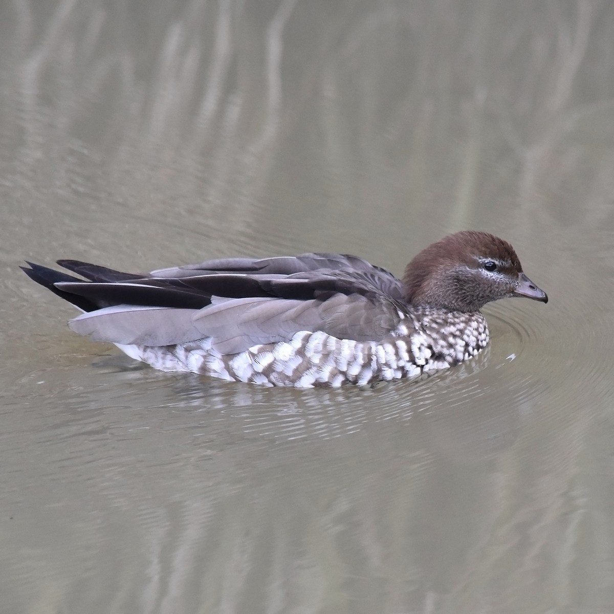 Maned Duck - ML105038051