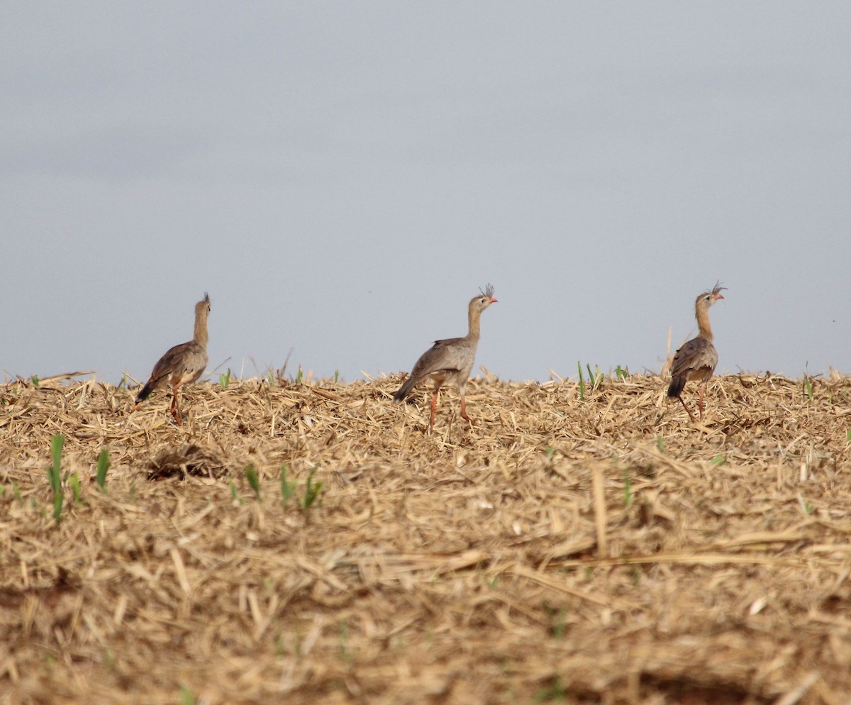 Red-legged Seriema - ML105040161