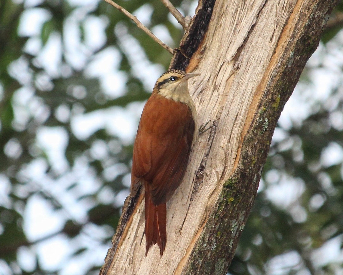 Narrow-billed Woodcreeper - ML105040201