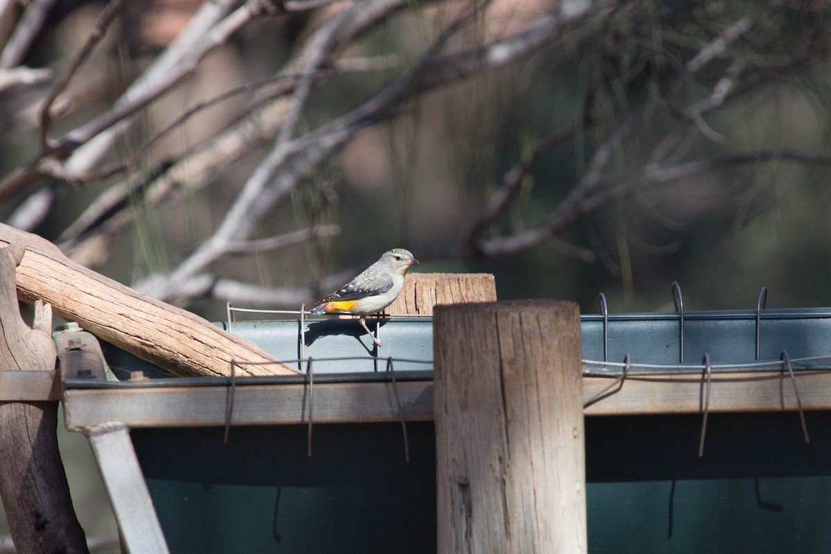 Spotted Pardalote - Nige Hartley