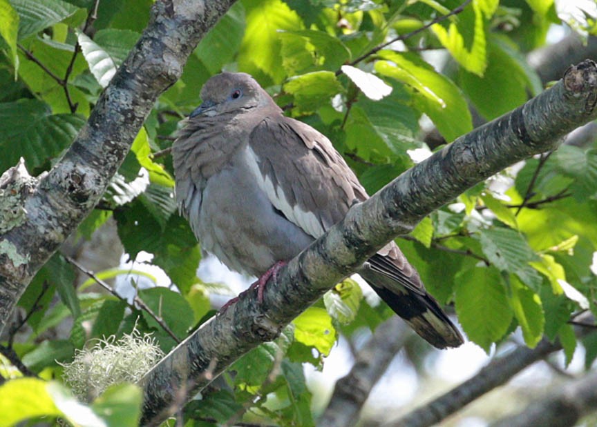 White-winged Dove - ML105043431