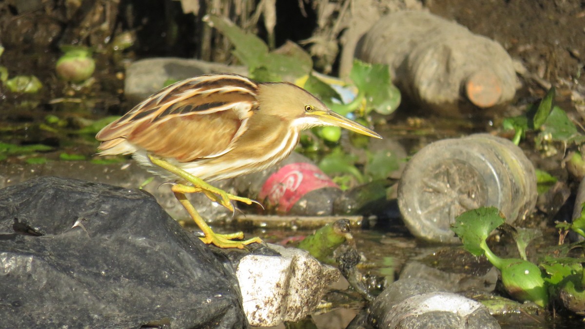 Stripe-backed Bittern - Francisco González Táboas