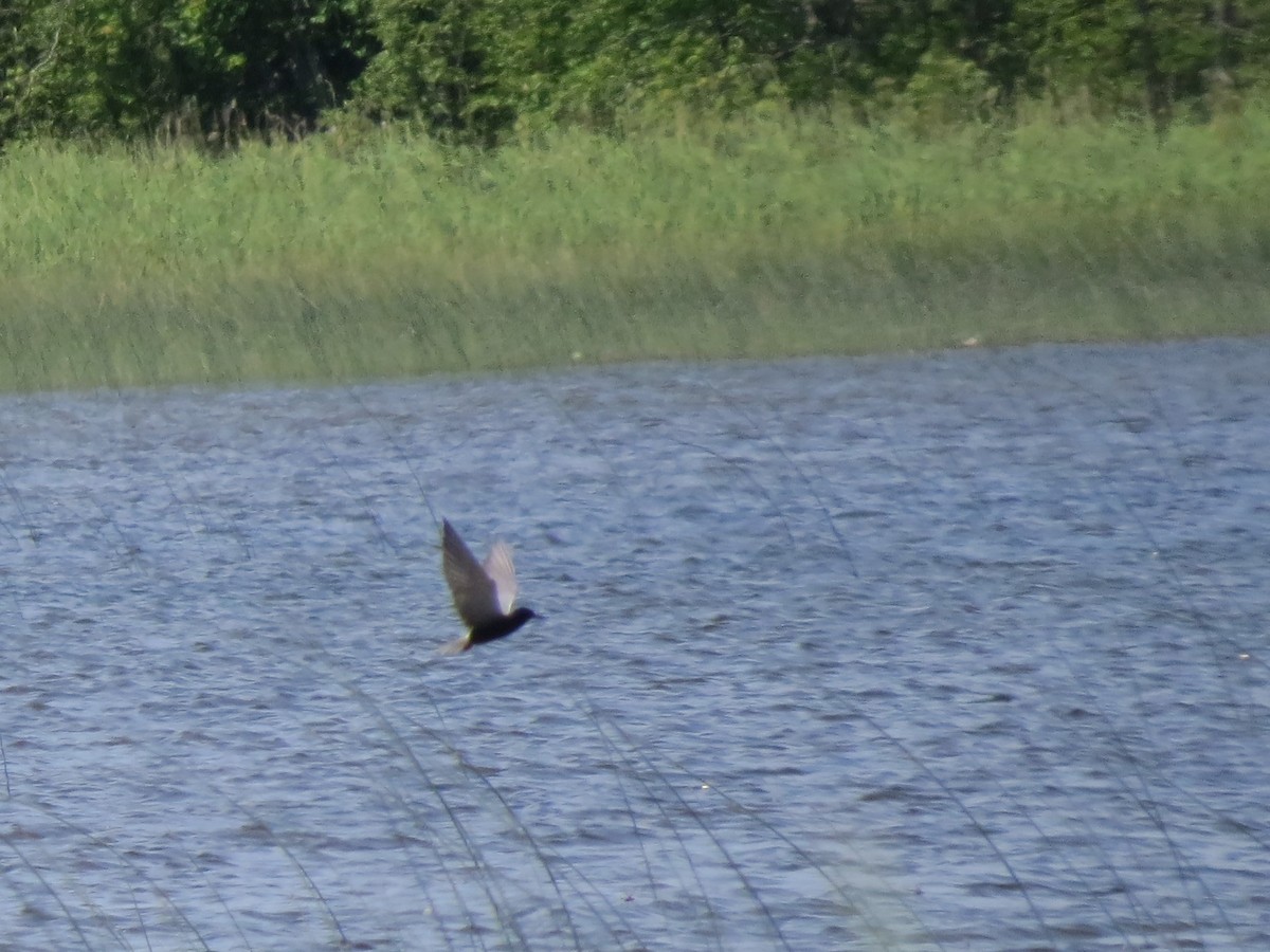 Black Tern - ML105045101