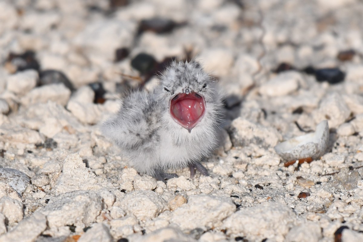 Antillean Nighthawk - ML105046851