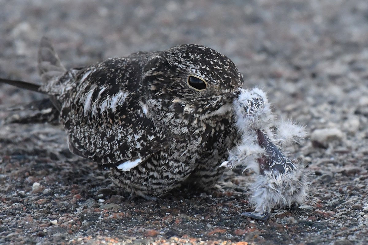 Antillean Nighthawk - ML105046881