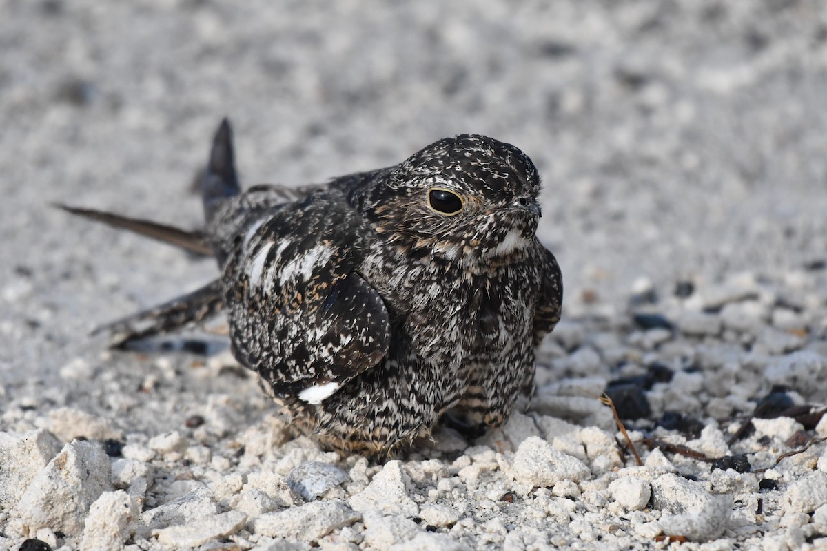 Antillean Nighthawk - Christopher Johnson