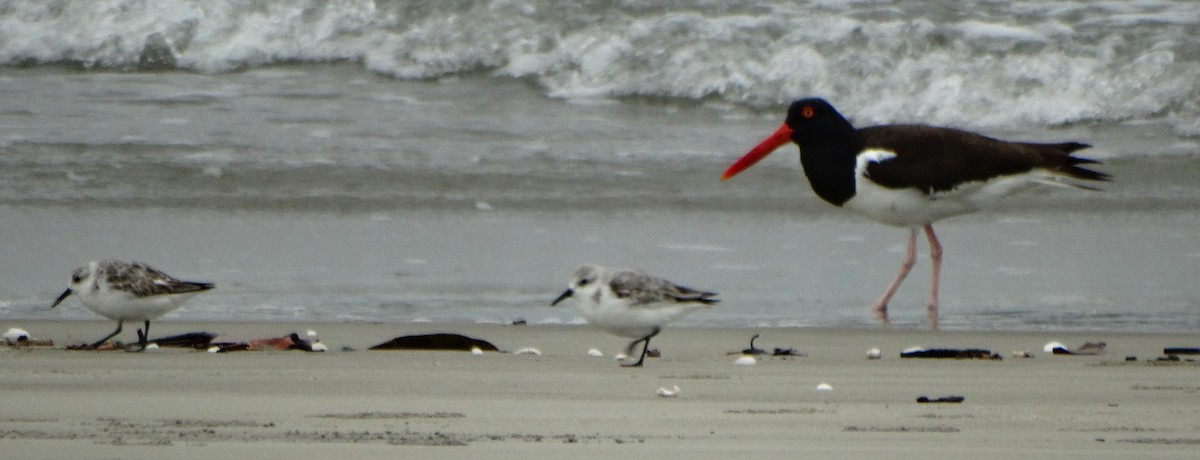 Sanderling - ML105047231