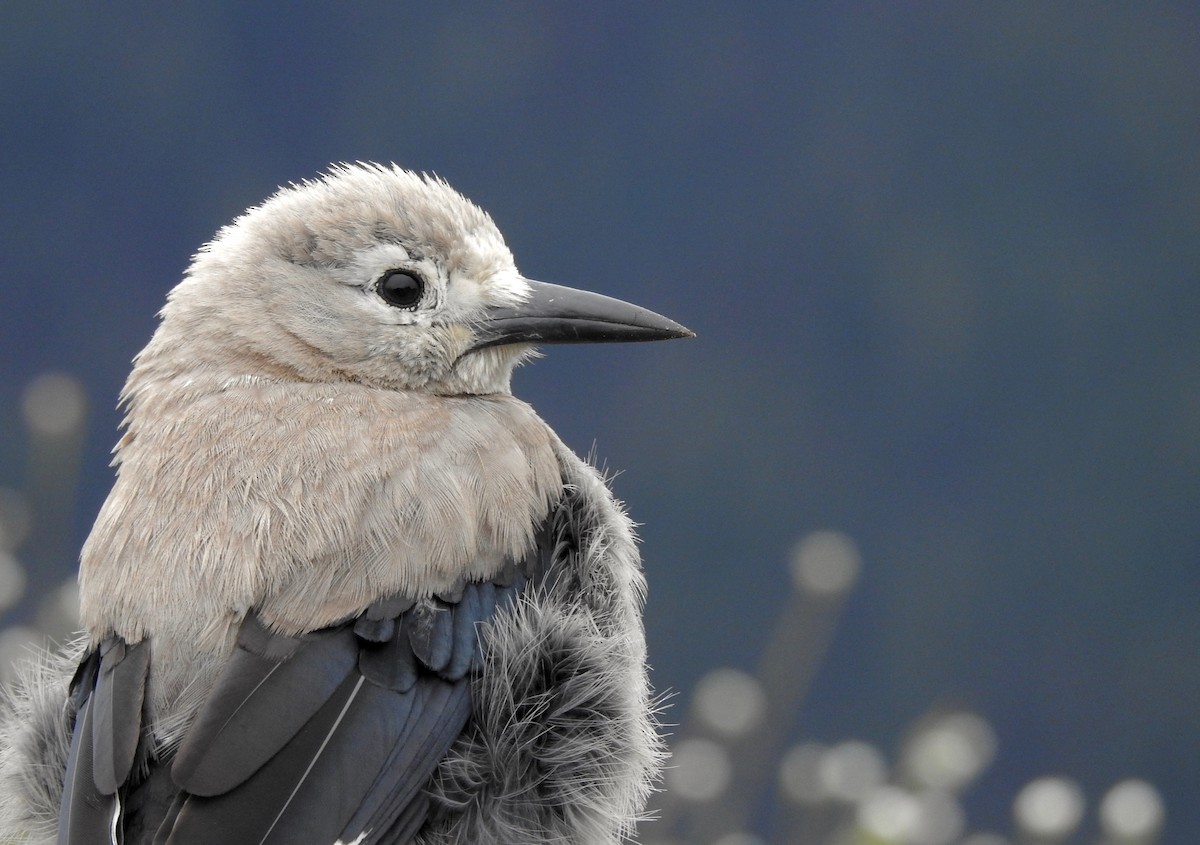 Clark's Nutcracker - ML105047321