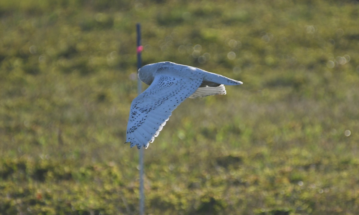 Snowy Owl - Christopher Gilbert