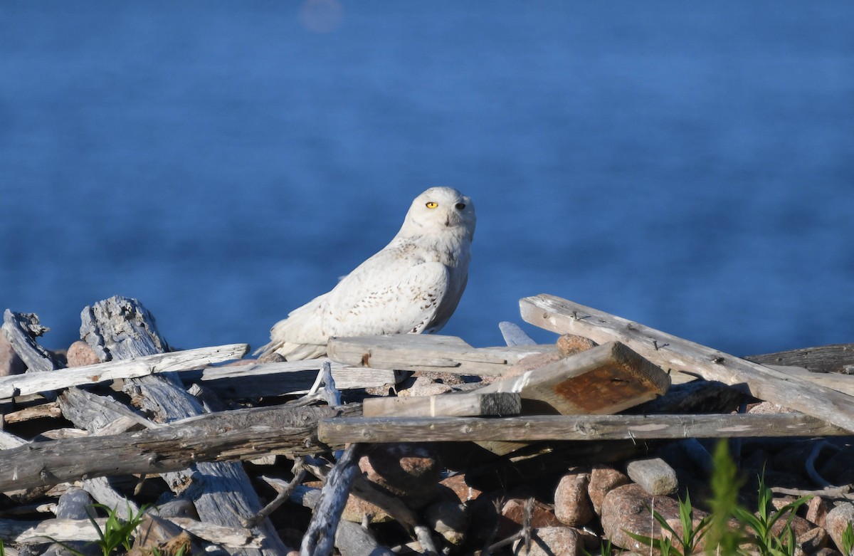 Snowy Owl - ML105048251