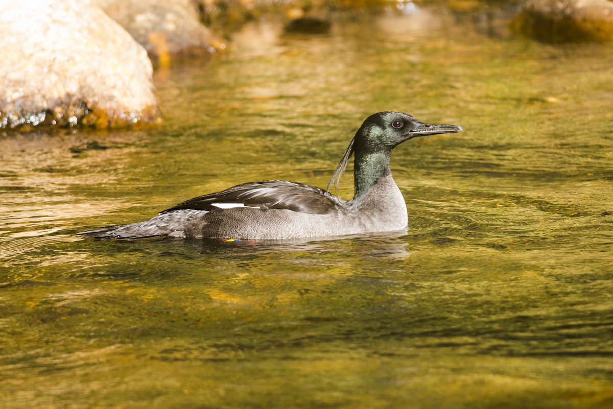 Brazilian Merganser - Claudia Brasileiro