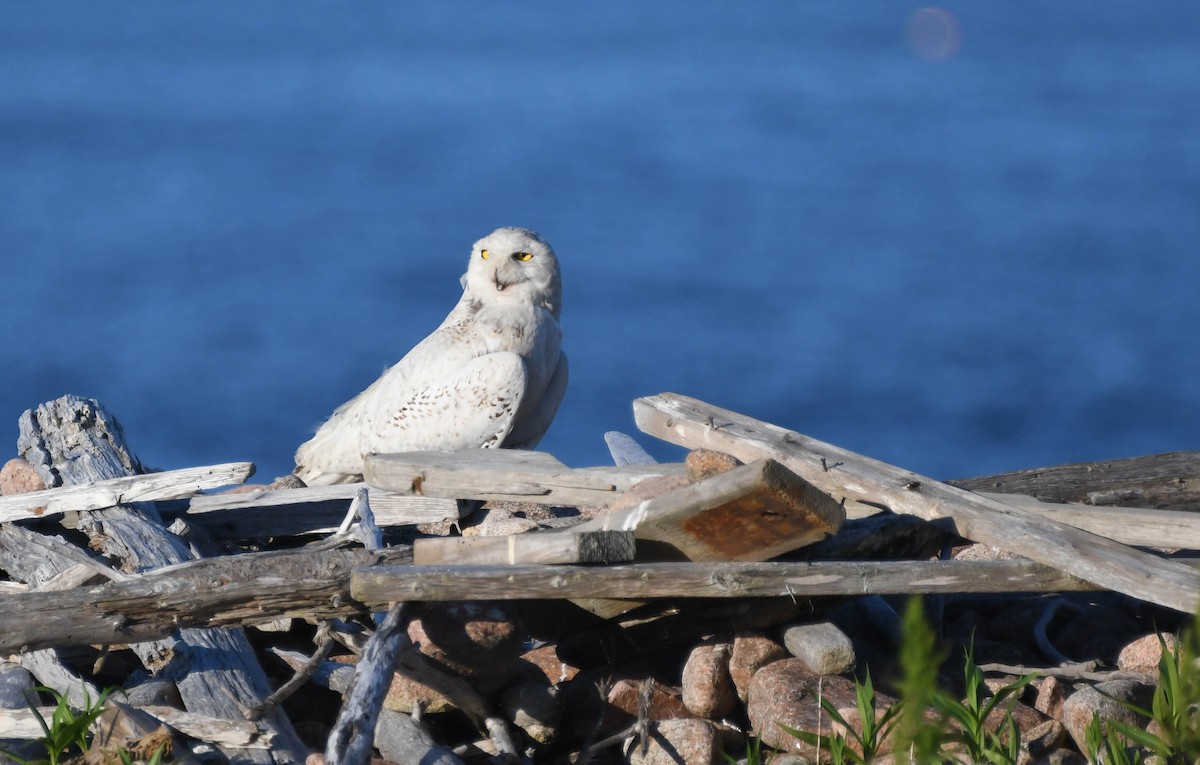 Snowy Owl - ML105048471