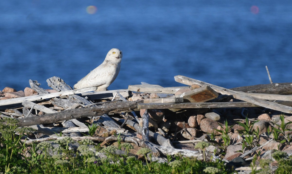 Snowy Owl - Christopher Gilbert