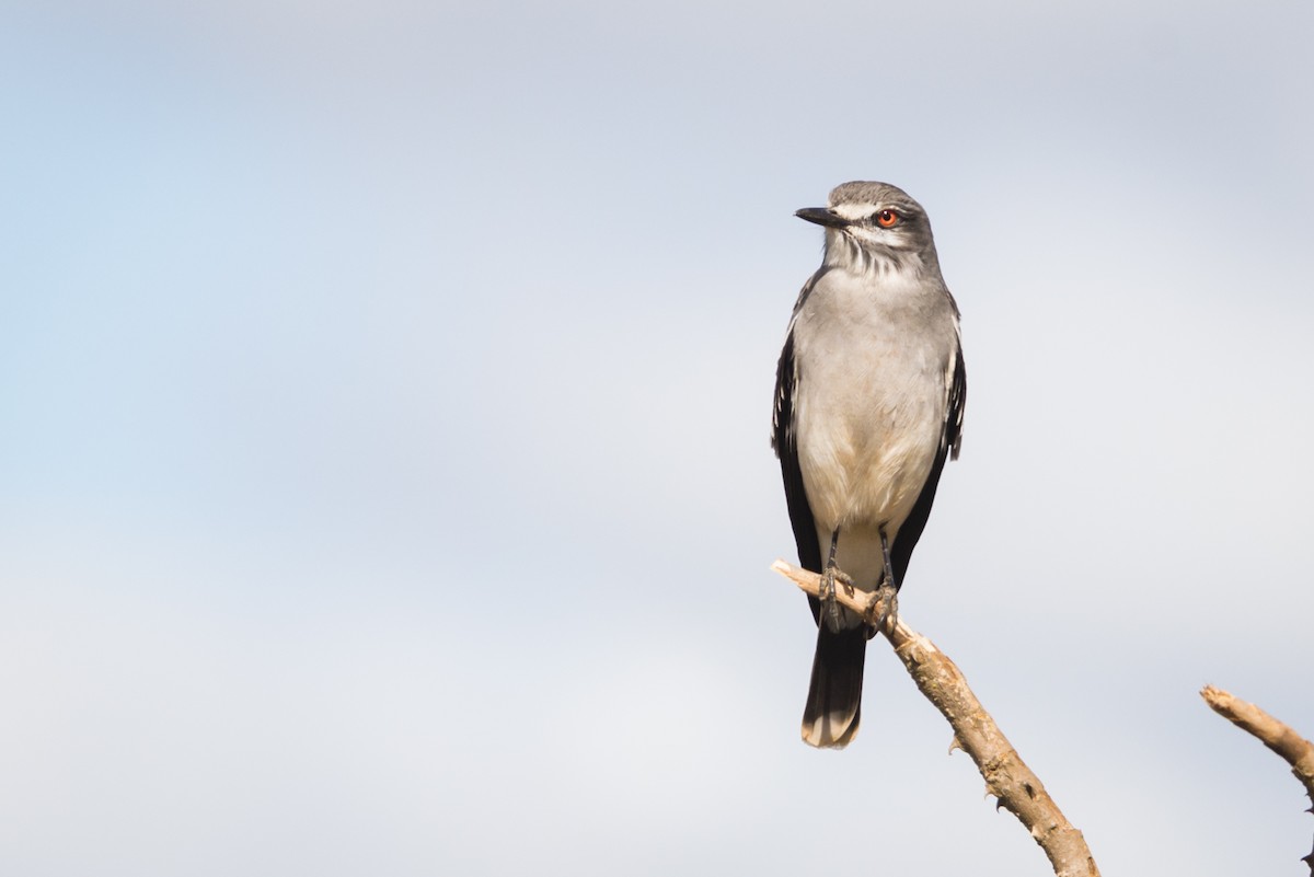 Gray Monjita - Claudia Brasileiro