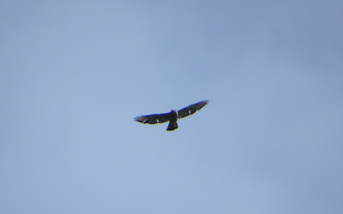 Broad-winged Hawk - ML105049491