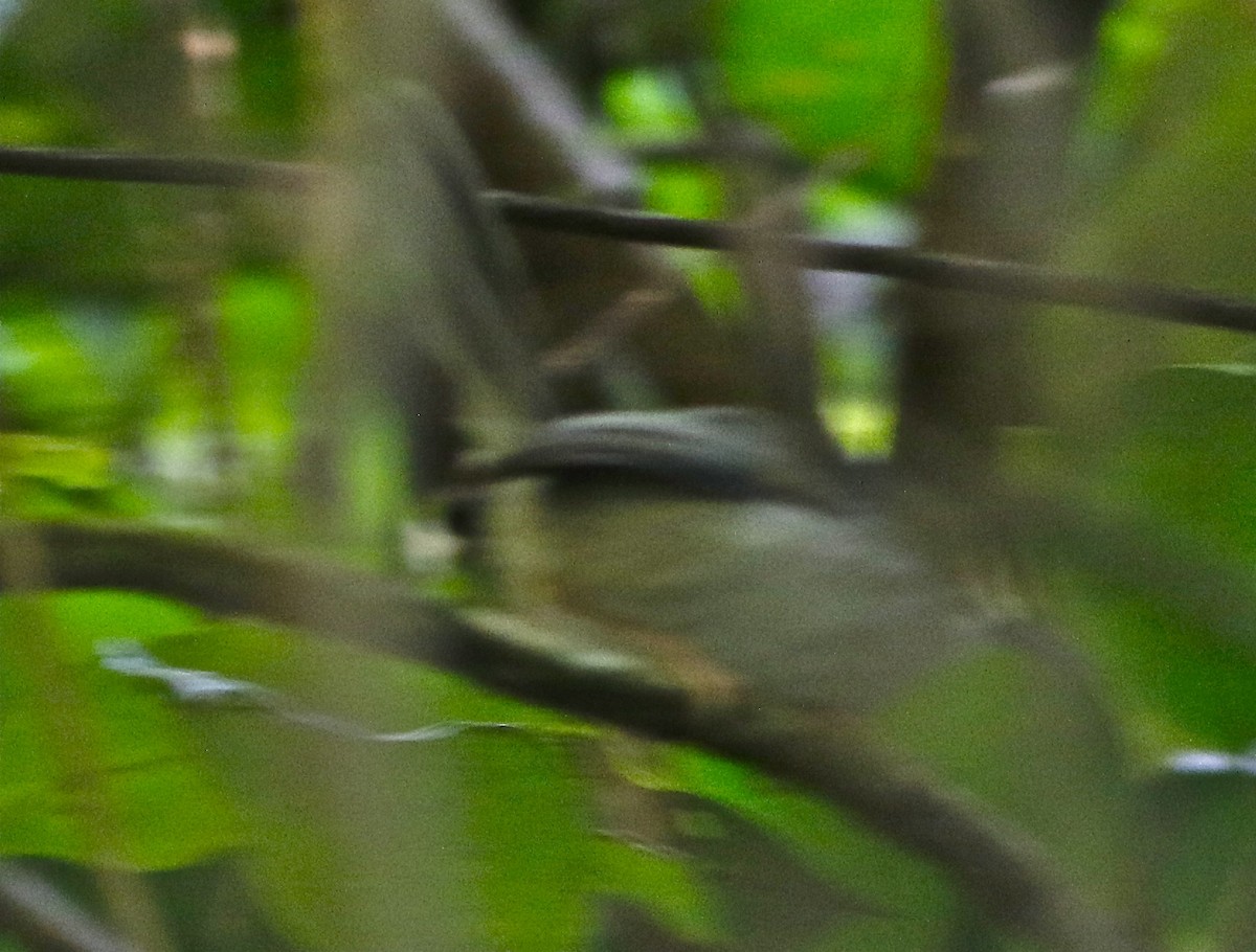 Long-billed Tailorbird (Long-billed) - ML105049531