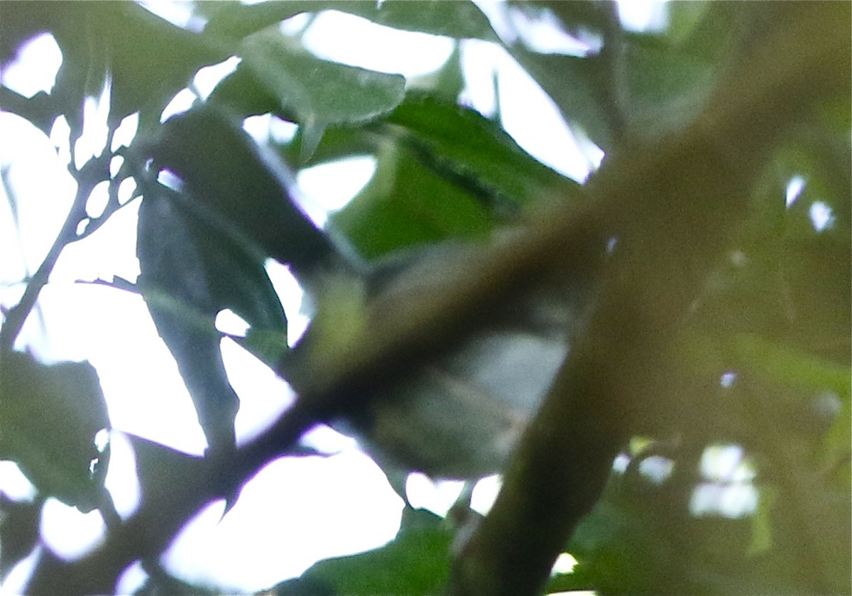 Long-billed Tailorbird (Long-billed) - ML105049541