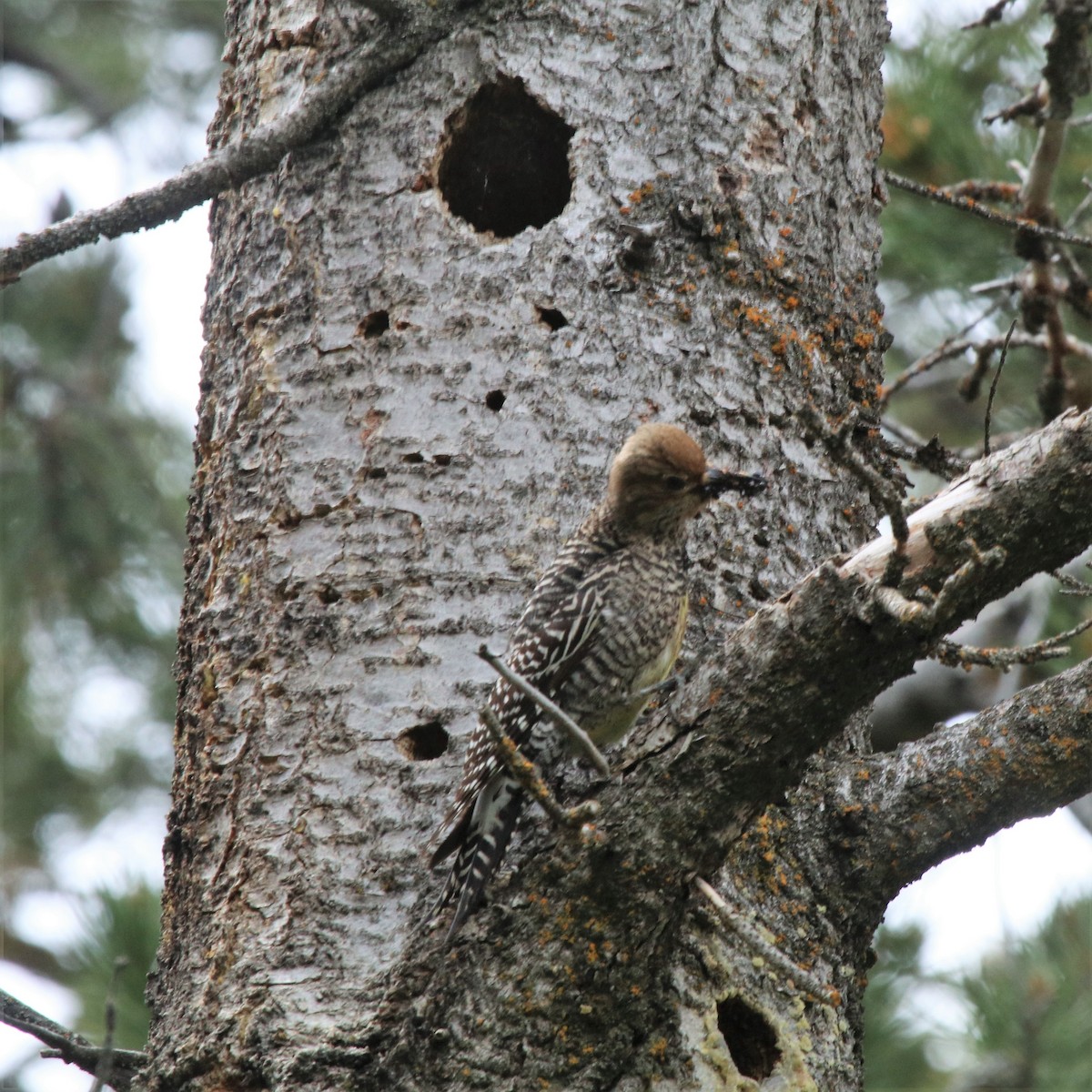 Williamson's Sapsucker - ML105051961