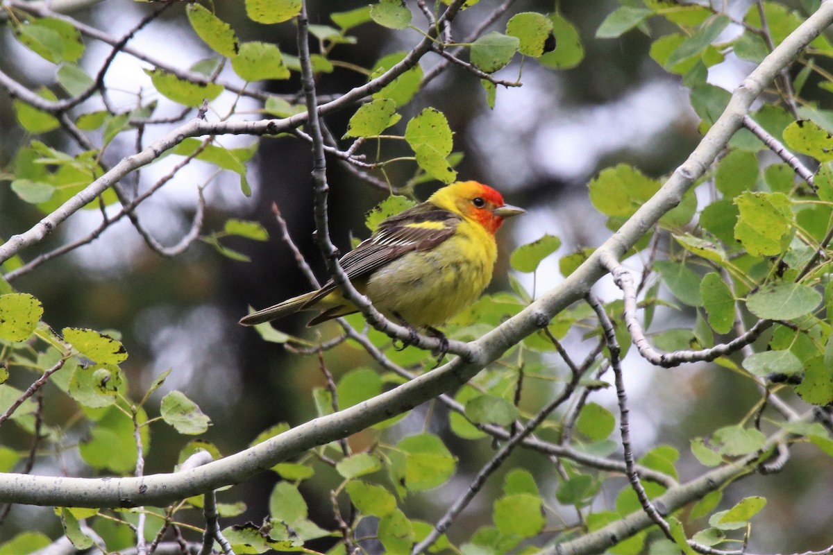 Western Tanager - Doug Kibbe