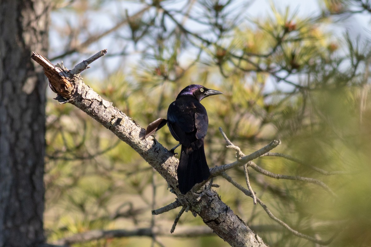 Common Grackle - ML105053841