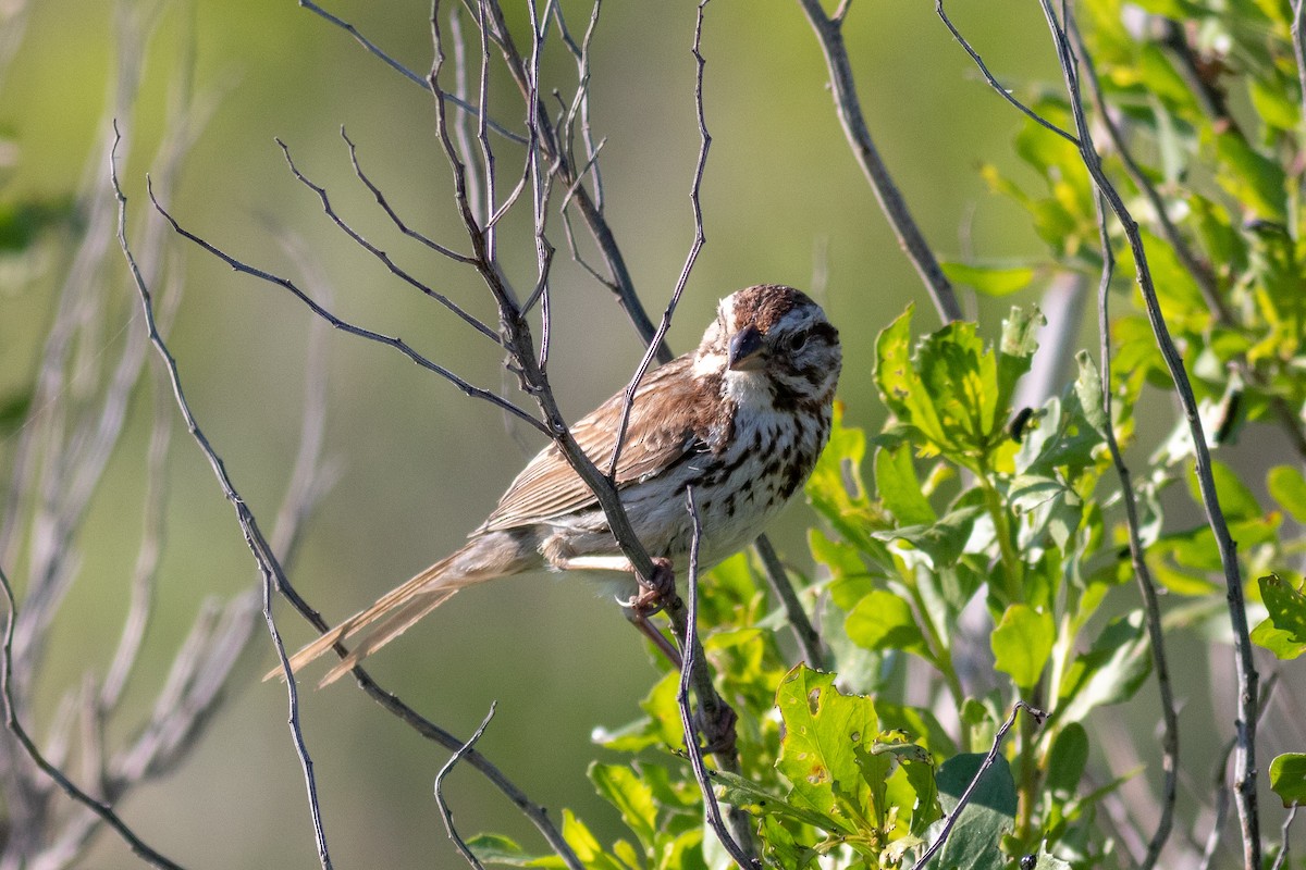 Song Sparrow (melodia/atlantica) - Eric Zawatski