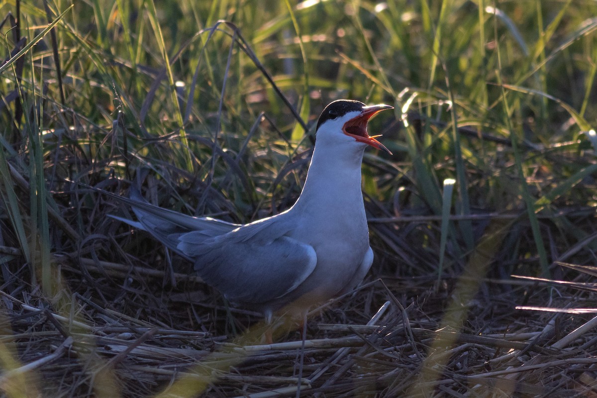 Flussseeschwalbe (hirundo/tibetana) - ML105055411