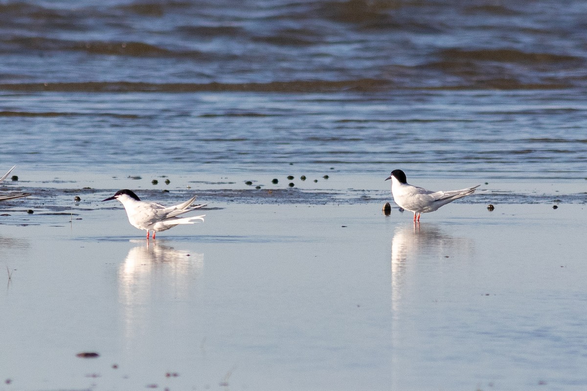 Roseate Tern - Eric Zawatski