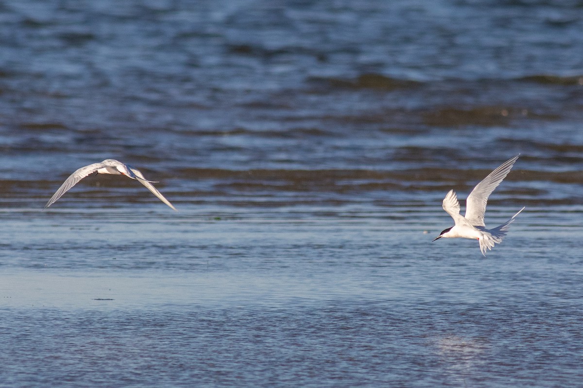 Roseate Tern - Eric Zawatski