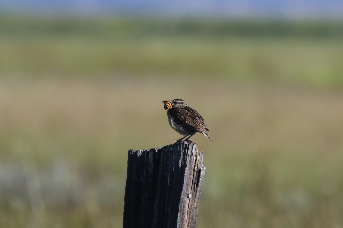 Western Meadowlark - ML105057201