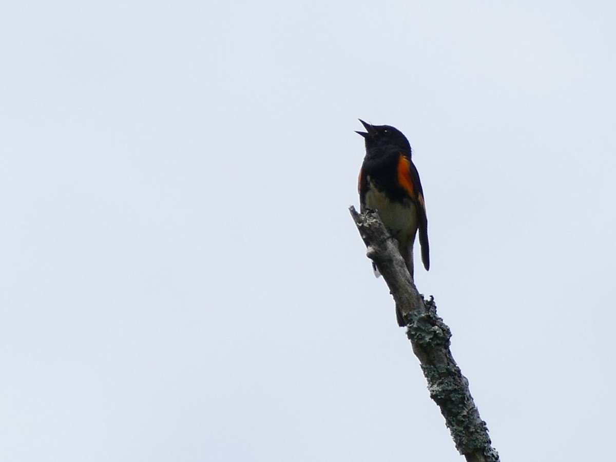 Paruline flamboyante - ML105058601