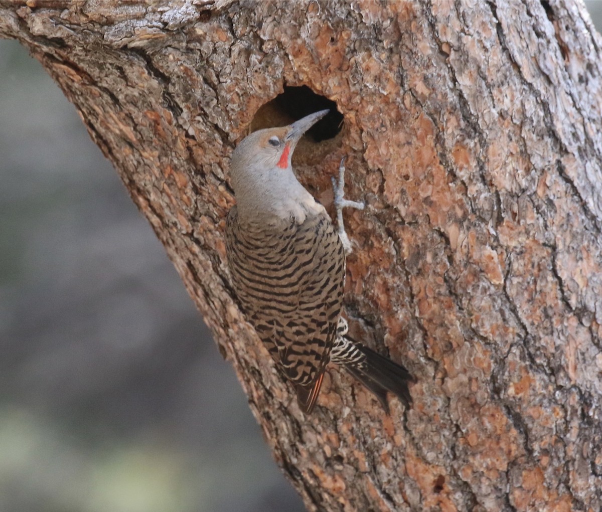 Northern Flicker (Red-shafted) - ML105060491