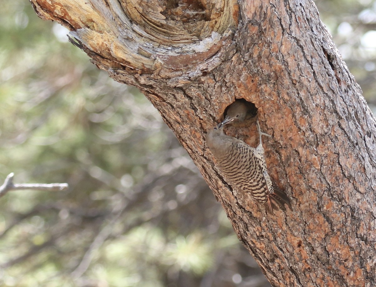 Northern Flicker (Red-shafted) - ML105060501