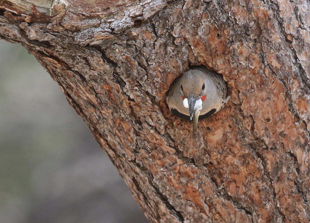 Northern Flicker (Red-shafted) - ML105060511