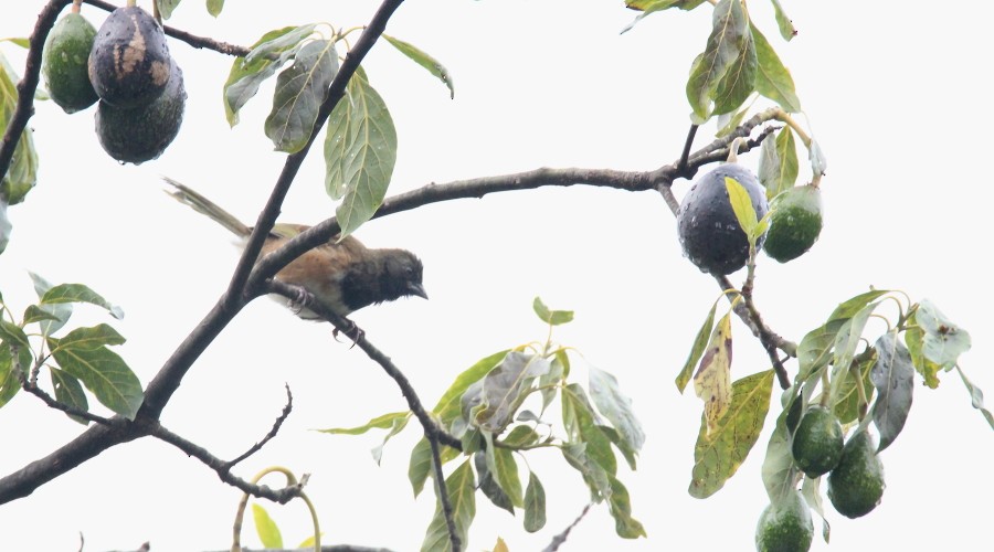 Spotted Towhee - ML105064531