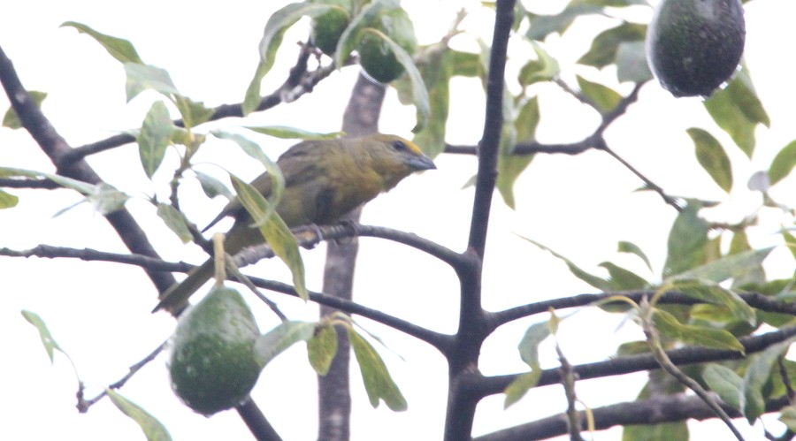 Hepatic Tanager - ML105064561