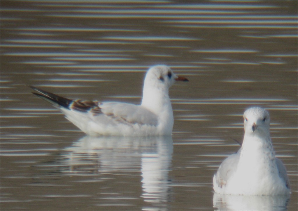 Black-headed Gull - ML105064601