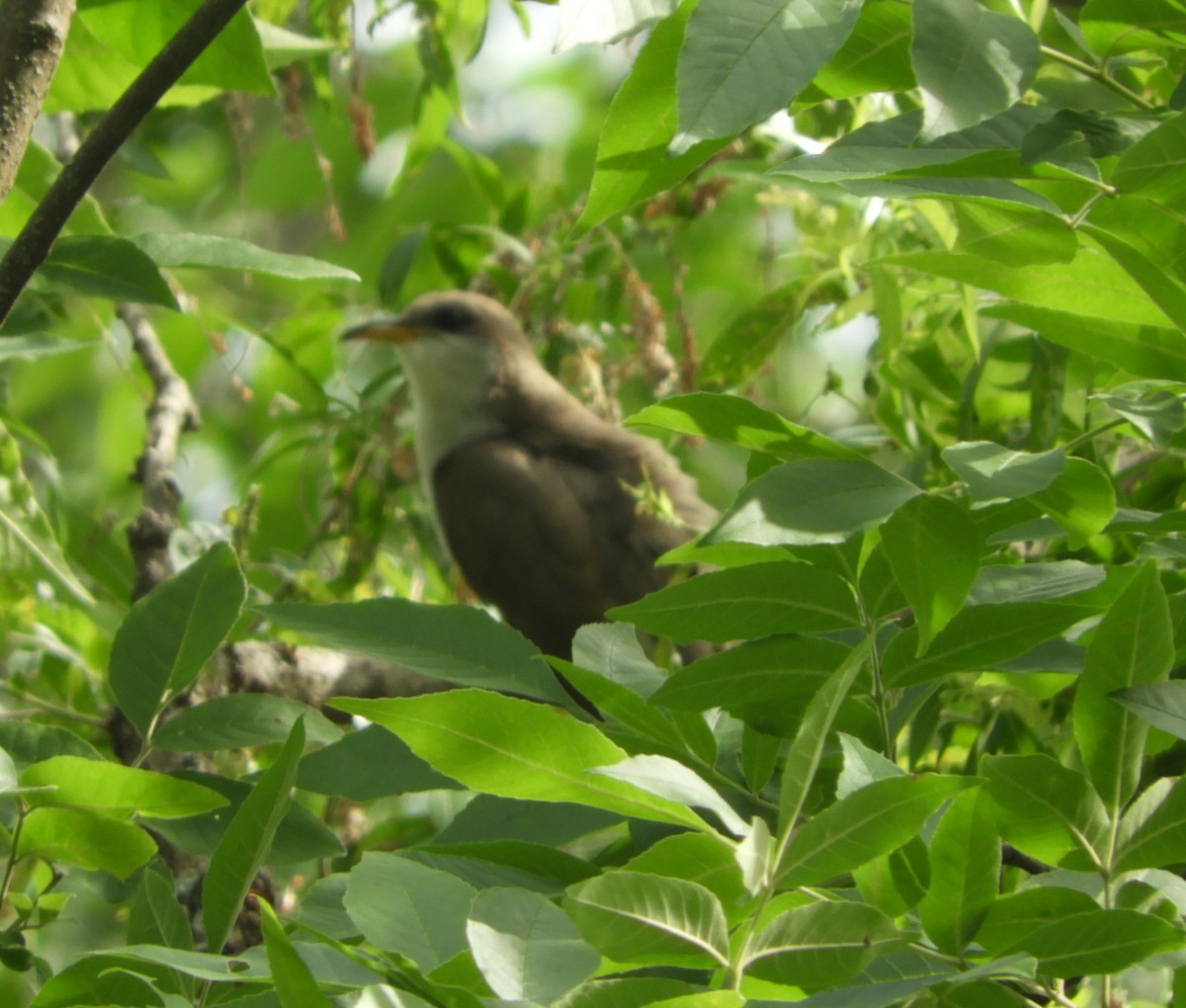 Yellow-billed Cuckoo - Sharon Glezen