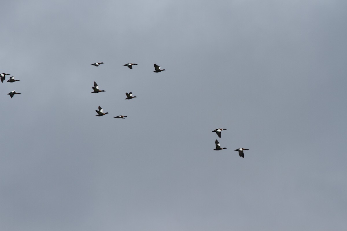 Australian Shelduck - ML105071671