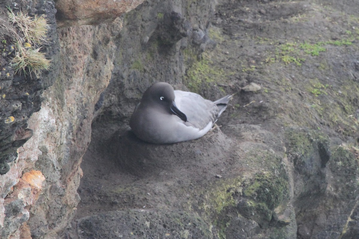 Light-mantled Albatross - James (Jim) Holmes